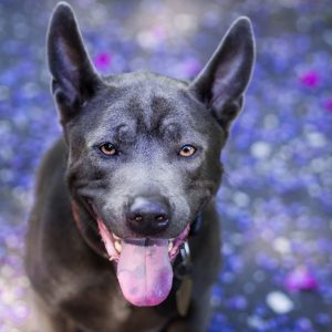 Black dog flowers